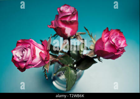 Drei rosa-violett geschlossen Hybrid Tea Rosen in einer Vase Stockfoto