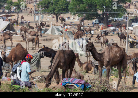 PUSHKAR, INDIEN - November 20, 2012: ein Rajasthani kamel Trader steht in einem überfüllten Desert Camp bei der jährlichen Pushkar Camel Fair Indien Stockfoto