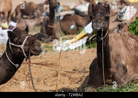 PUSHKAR, INDIEN - November 20, 2012: ein Rajasthani kamel Trader steht in einem überfüllten Desert Camp bei der jährlichen Pushkar Camel Fair Indien Stockfoto