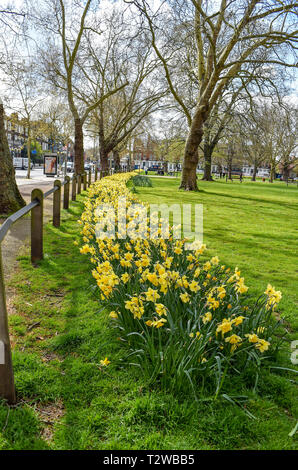 Narzissen in der Blüte bei Parsons Green und Fulham London UK Stockfoto