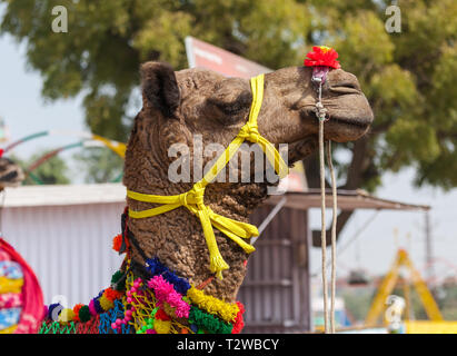 Ein Rajasthani kamel Trader steht in einem überfüllten Desert Camp bei der jährlichen Pushkar Camel Fair Indien Stockfoto