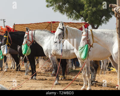 Pferde aus der Pushkar Mela das Pushkar Festival, das jährlich in einer kleinen Stadt nördlich von Indien geschieht, Stockfoto