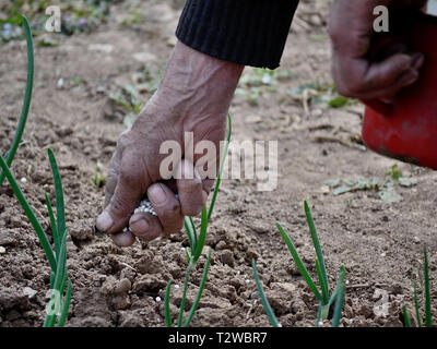 Nahaufnahme eines alten Mannes Hand Dünger im Garten Stockfoto