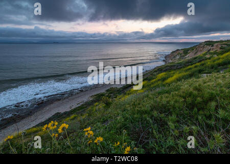 Atemberaubende Küste Blick auf Ocean Trails finden bedeckt mit gelben Wildblumen bei Sonnenuntergang mit Sonnenlicht spähen durch dramatische Wolken, Rancho Palos Stockfoto