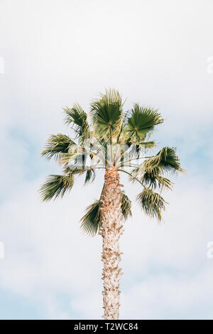 Palm Tree im Treasure Island Park, in Laguna Beach, Orange County, Kalifornien Stockfoto