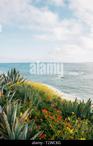 Blumen und den Pazifischen Ozean, im Treasure Island Park in Laguna Beach, Orange County, Kalifornien Stockfoto
