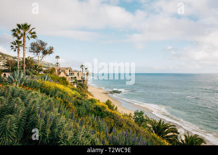 Blumen und den Pazifischen Ozean, im Treasure Island Park in Laguna Beach, Orange County, Kalifornien Stockfoto