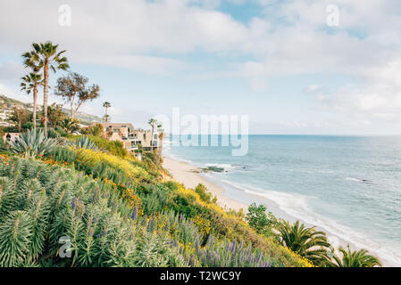 Blumen und den Pazifischen Ozean, im Treasure Island Park in Laguna Beach, Orange County, Kalifornien Stockfoto
