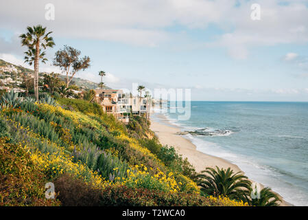 Blumen und den Pazifischen Ozean, im Treasure Island Park in Laguna Beach, Orange County, Kalifornien Stockfoto
