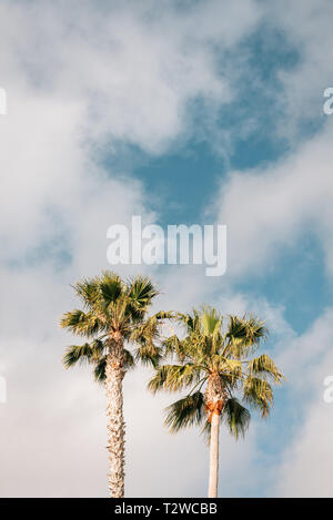 Palmen im Treasure Island Park, in Laguna Beach, Orange County, Kalifornien Stockfoto