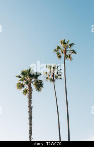 Palmen im Treasure Island Park, in Laguna Beach, Orange County, Kalifornien Stockfoto