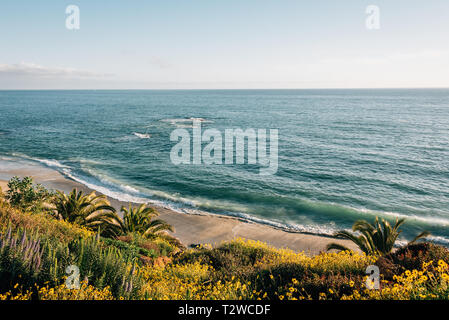 Blumen und den Pazifischen Ozean, im Treasure Island Park in Laguna Beach, Orange County, Kalifornien Stockfoto