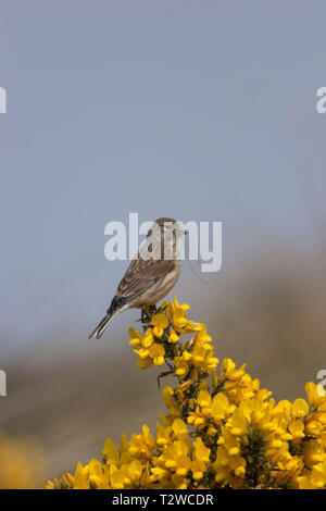 Hänfling, Carduelis cannabina, alleinstehenden Frau auf ginster Bush holding Nestmaterial thront. April Minsmere, Suffolk, Großbritannien. Stockfoto