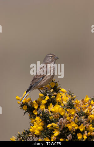 Hänfling, Carduelis cannabina, alleinstehenden Frau auf ginster Bush holding Nestmaterial thront. April Minsmere, Suffolk, Großbritannien. Stockfoto