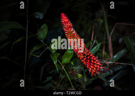 Vielfalt von tropischen Blumen Stockfoto