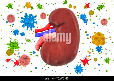 Niere mit Viren und Bakterien. Nierenerkrankungen Konzept, 3D-Rendering auf weißem Hintergrund Stockfoto