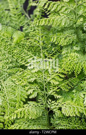 Arachniodes standishii Farnwedel. Stockfoto