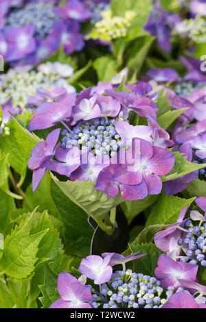 Hydrangea Macrophylla 'Kardinal Violett' Blumen. Stockfoto