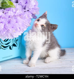 Katze untersucht lila Blüten. Eine lustige Kätzchen Besuch eines Fotografen. Die Katze schaut auf Blumen Stockfoto