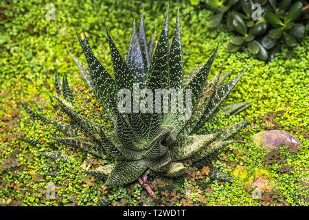 Zebra - haworthia fasciata Garten Sukkulenten Stockfoto