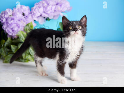 Eine lustige Kätzchen Besuch eines Fotografen. Eine Katze steht neben einer dekorativen Schachtel mit Blumen. Flauschige Kätzchen um den Tisch herum zu laufen Stockfoto