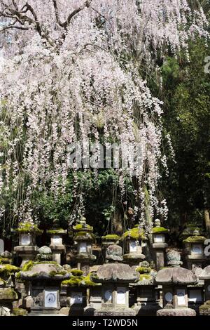 Kirschblüten hängen in der Nähe von Stone Laternen im Frühling bei Kasuga Taisha Shrine in Nara, Japan. Stockfoto