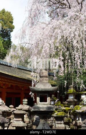 Kirschblüten hängen in der Nähe von Stone Laternen im Frühling bei Kasuga Taisha Shrine in Nara, Japan. Stockfoto