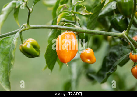 Capsicum annuum 'orange Habanero". Habanero Chili. Stockfoto