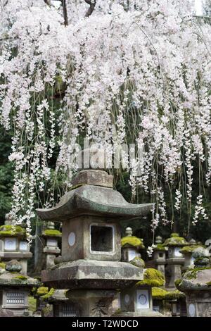 Kirschblüten hängen in der Nähe von Stone Laternen im Frühling bei Kasuga Taisha Shrine in Nara, Japan. Stockfoto