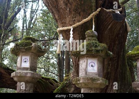 Steinlaternen in der Nähe von einem großen Baum an Kasuga Taisha Shrine in Nara, Japan. Stockfoto