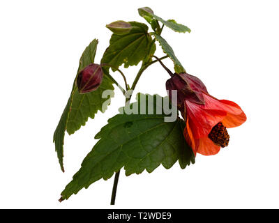 Orange bell Blume der Winterharte, Lax wachsende Strauch, Abutilon 'Patrick Synge', isoliert auf weißem Stockfoto
