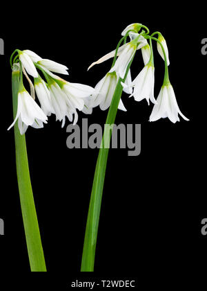 Drei in die Enge getrieben, Porree, Allium triquetrum, früher Frühling Blumen auf schwarzem Hintergrund Stockfoto