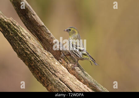 Frau Zeisig, Carduelis spinus Essen Samen auf Abklingenden Ast, England, UK. Stockfoto