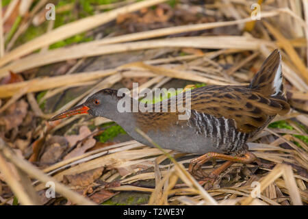 Nahaufnahme der britischen Wasserbahn, Rallus aquaticus, geheimnisvoller Vogel isoliert, watend in seichtem Wasser von Feuchtgebieten Schilf Bett, versteckt in Schilf. Stockfoto