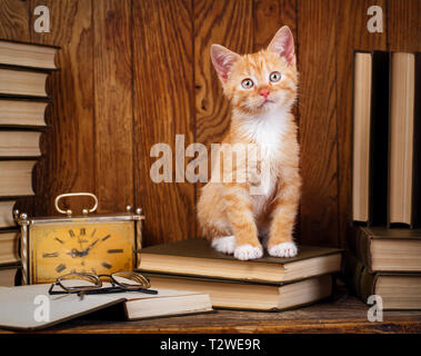 Kätzchen saß auf Bücher und nach vorn. Neugierige Katze auf dem Bücherregal. Bildung und Weisheit Konzept. Stockfoto