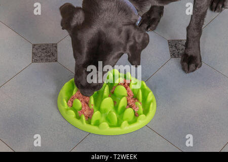 Ein Labrador Retriever Essen aus einem langsamen feeder Hundefutter Schüssel. Stockfoto