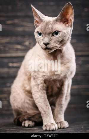 Devon-rex Rasse Katze sitzt auf einem dunklen Hintergrund. Stockfoto