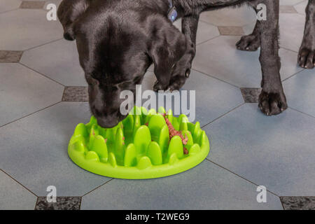 Ein Labrador Retriever Essen aus einem langsamen feeder Hundefutter Schüssel. Stockfoto