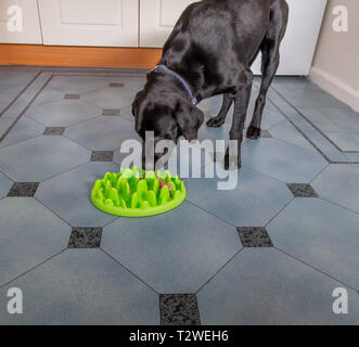 Ein Labrador Retriever Essen aus einem langsamen feeder Hundefutter Schüssel. Stockfoto