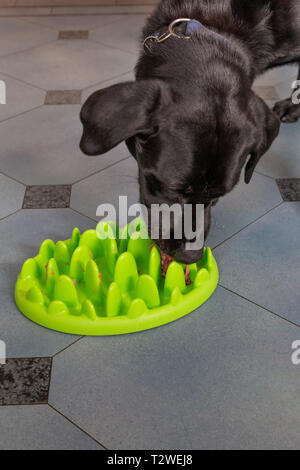 Ein Labrador Retriever Essen aus einem langsamen feeder Hundefutter Schüssel. Stockfoto