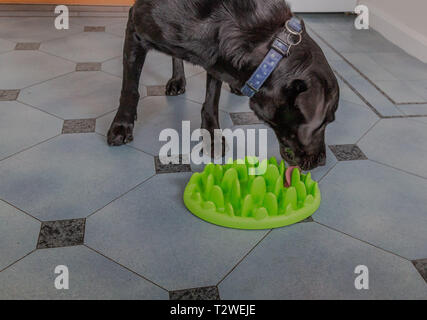 Ein Labrador Retriever Essen aus einem langsamen feeder Hundefutter Schüssel. Stockfoto