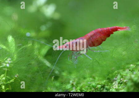 Red Cherry Garnelen in einem bepflanzten Aquarium Stockfoto