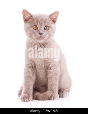 Scottish Straight Kätzchen. Kitty von Kaffee Farbe. Die Katze schaut auf den Fotografen. Eine Katze mit pelzigen Schnurrbart ist auf einem weißen Hintergrund isoliert Stockfoto