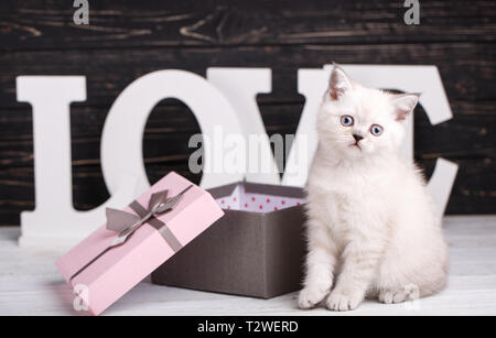 Scottish Straight cat Cremefarben. Hintergrund mit Kätzchen bereit für Ihr Design. Die Katze sitzt vor der Buchstaben auf einem dunklen Hintergrund. Eine spielerische Stockfoto