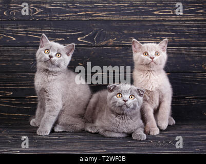 Scottish Straight und Scottish Fold Kitten. Drei Jungtiere zwei Kätzchen Sitzen und Liegen. Professionelle Fotografie reinrassige Kätzchen Stockfoto