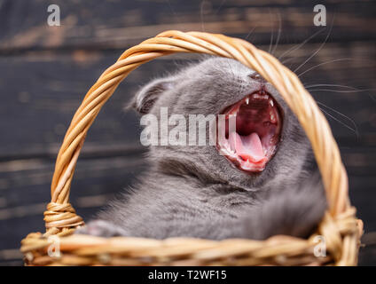 Scottish Fold Kitten. Kitty im Korb gähnt. Kätzchen zu sprechen. Reinrassige Kätzchen. Kätzchen erforschen neue Territorien. Auf einem schwarzen Holz- Hintergrund Stockfoto