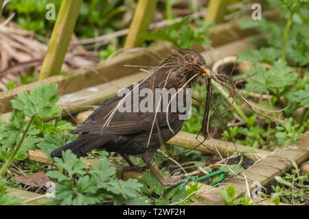 Eine weibliche Amsel sammeln nesting Material in ihrem Schnabel. Stockfoto