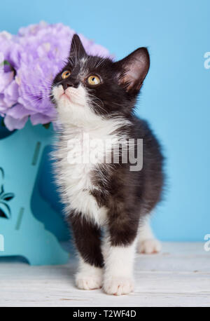 Die Katze steht neben den Blumen. Kleine flauschige Kätzchen im Studio Stockfoto