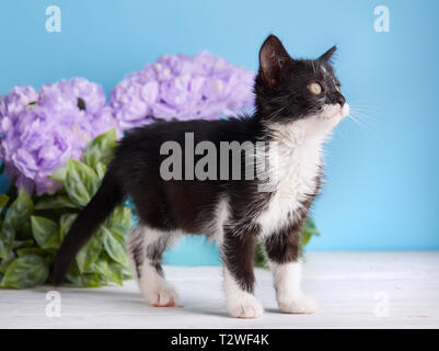Schwarze und weiße Katze steht auf Weiß auf blauem Hintergrund. Kleine flauschige Kätzchen im Studio Stockfoto