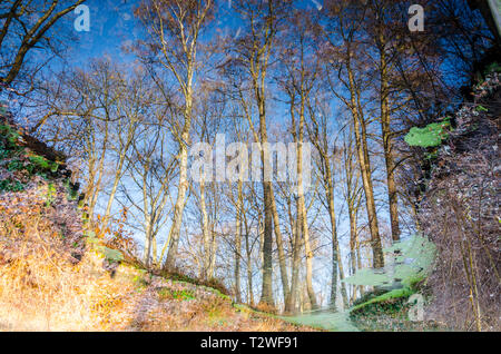 Abstrakte Sicht der Bäume im Wasser, Tiergarten, Berlin, Deutschland Stockfoto